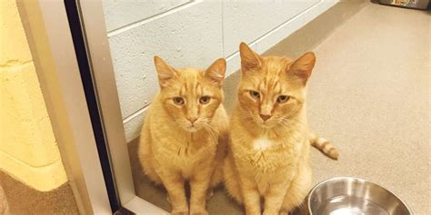 Woman Rescues Bonded Pair Of Cats After Seeing Their Adorable Photo