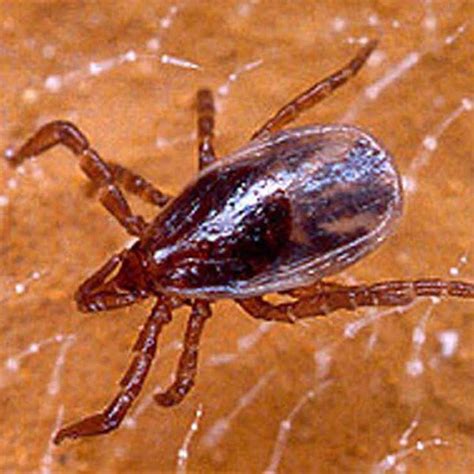 Pdf Blacklegged Tick Or Deer Tick Ixodes Scapularis Say Arachnida