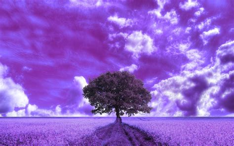 Purple Tree Wallpapers 4k Hd Purple Tree Backgrounds On Wallpaperbat