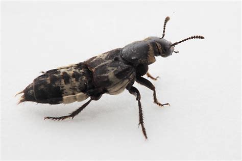 Hairy Rove Beetle Creophilus Sp Creophilus Maxillosus Bugguidenet