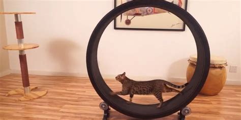 Kickstarter Raises Over K To Build A Giant Hamster Wheel For Cats Cat Exercise Wheel Cat