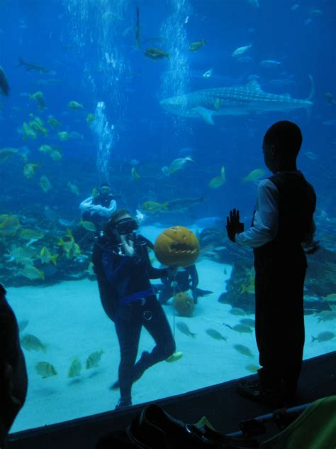Two People Standing In Front Of An Aquarium Looking At Fish