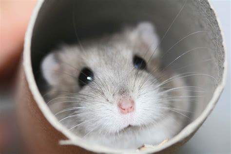 Hamster Wallpapers Animals Town