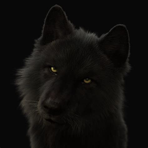 Buy Black Wolf Rigged Xgen 3d Models Online Massimo Righi