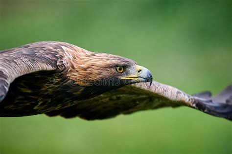 Golden Eagle Aquila Chrysaetos Stock Photo Image Of Prey Habitat