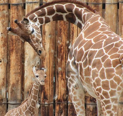 Baby Giraffe Drops In At Abq Biopark Giraffe Baby Giraffe Zooborns
