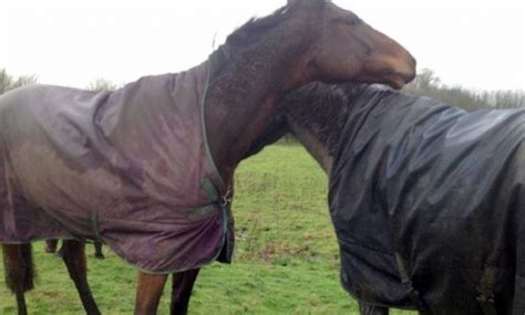 Pferd Sieht Seinen Besten Freund Nach 4 Langen Jahren Verliert Die Kontrolle Und Wird Verrückt