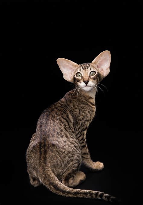Cats for adoption, cats supplies. Oriental Shorthair Cats For Sale | Fairfield, PA #278831
