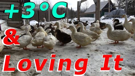 Ducks Are Loving The Warmer Temperature Today 71 Wintering Ducks