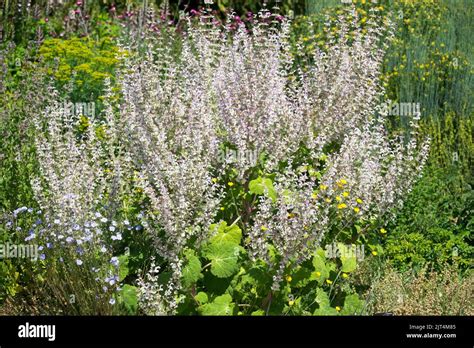 Salvia Sclarea Plant Flowering In Garden Blooming Flowers Herbaceous