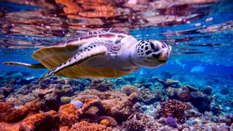 Tartarugas Marinhas Saiba Mais Sobre Esses Lindos Animais