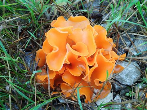 Bright Orange Fungus On Tree Uk Bmp Syrop