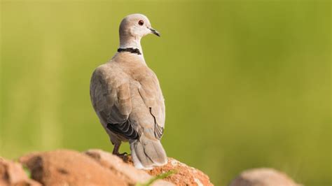 7 Types Of Doves And How To Identify Each Songbirdhub