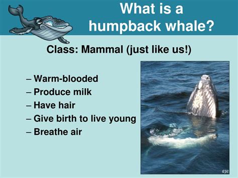 Ppt Humpback Whales The Basics Grade 4 Unit 4 Powerpoint Presentation
