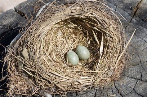 Thrush Eggs In A Nest On An Old Stump Stock Photo Image Of Bird Blue