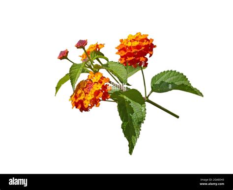 Orange Tropical Flowers Hi Res Stock Photography And Images Alamy