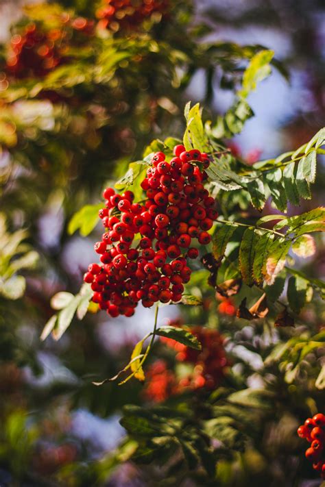 Red Berries On Tree · Free Stock Photo