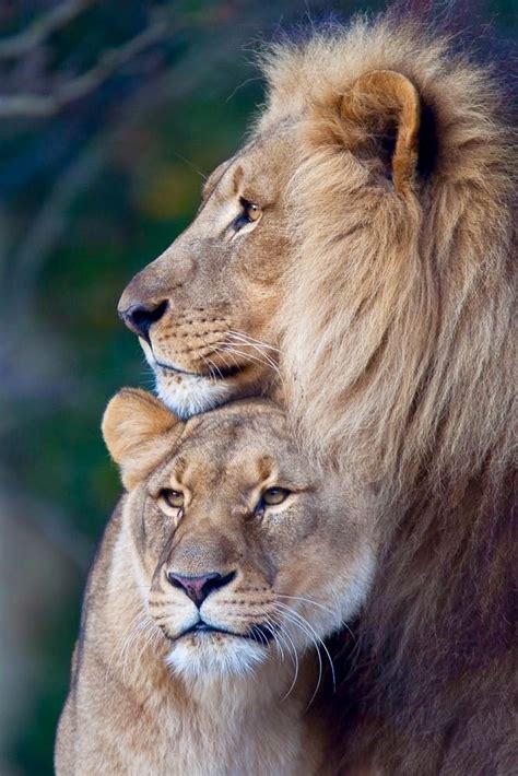 1000 Images About Majestic Lions On Pinterest Jaguar