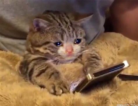 Crying Kitten Looks At Phone Sad Cat Phone Blank Template Imgflip