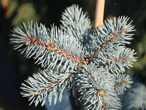 Blaufichte Koster Picea Pungens Koster Baumschule Horstmann