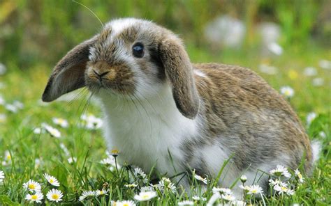 Cute Bunny Backgrounds Wallpaper Cave