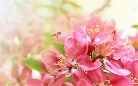 Find the best beautiful desktop wallpaper on wallpapertag. Flowers Images Desktop Backgrounds - Wallpaper Cave