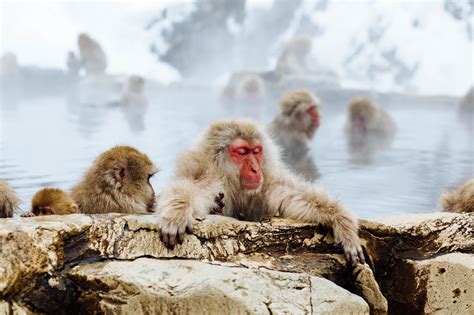 Top 10 Things To Do In Japan In January Japan Web Magazine