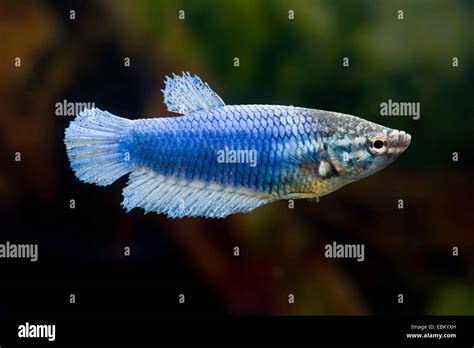 Siamese Fighting Fish Siamese Fighter Betta Splendens Female Of