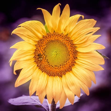 30 Wonderful Sunflower Wallpapers To Brighten Your Day