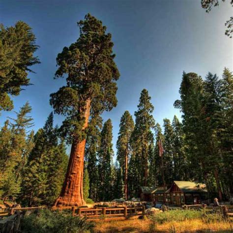 Buy Sequoia Sempervirens California Redwood Coastal Redwood