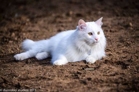 White Turkish Angora Cat Photography By Prue Van Der Craats Saatchi Art