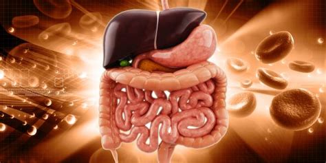 Magen und lungen, nieren und herz, gehirn und leber. Die inneren organe des menschen | Organsystem. 2020-04-30