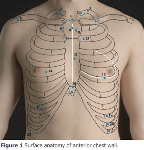 There are twelve (12) pairs of ribs and all articulate posteriorly with the thoracic vertebrae. Clinical Examination of the Chest Wall