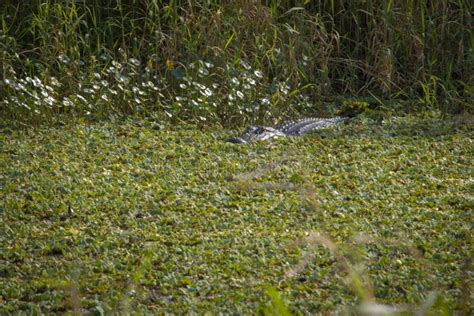Alligator At Lake Apopka Florida 2 Stock Photo Image Of Marshland