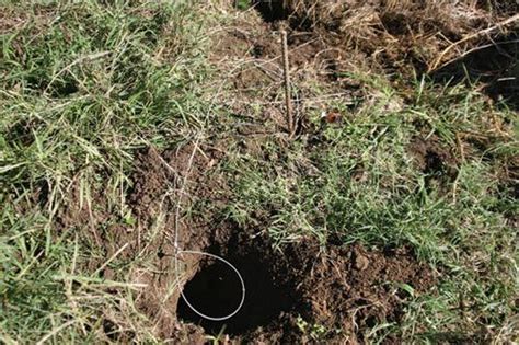 You have to set traps before that time and deactivate them in between to avoid. Build a Groundhog Snare | How to make traps, Types of ...