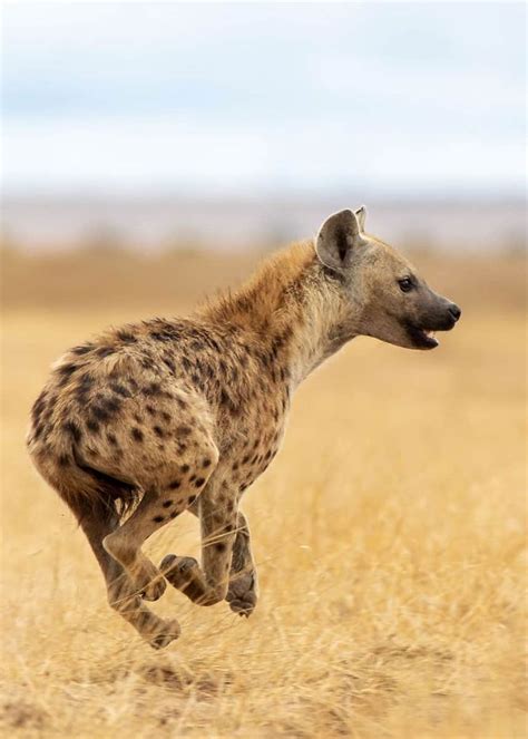 A Spotted Hyena Running Through The Dry Grass