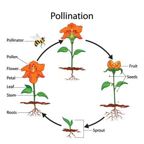 Pollination Station Natureworkspark