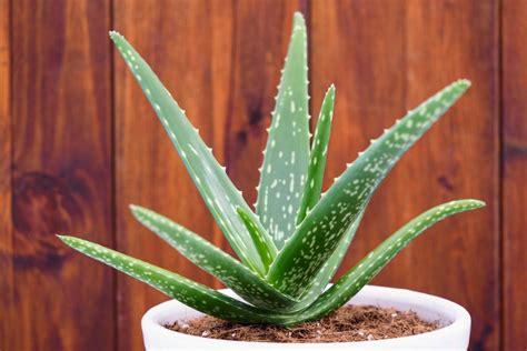 This will kill your plant much faster than underwatering. Aloe Vera: How to Care for Aloe Vera Plants | The Old ...