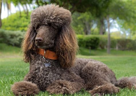 Poodle Names 450 Perfect Popular And Pretty Names For Poodles All