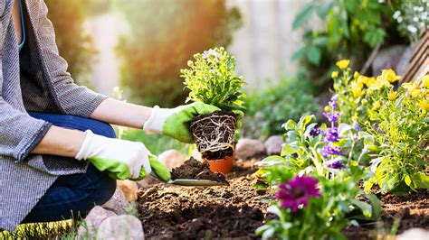 How To Grow A Healthy Garden