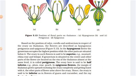 Ncert Biology Morphology Types Of Flowers Youtube