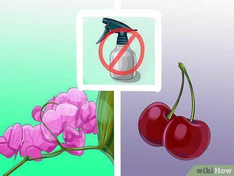 7 Formas De Hacer Un Insecticida Natural WikiHow