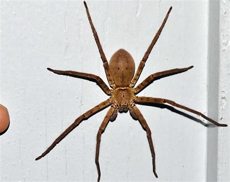 Large Brown Spider In North Central Florida Heteropoda Venatoria BugGuide Net