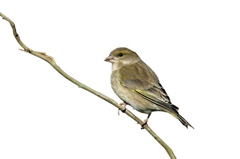 Bird House Sparrow Finch Columbidae Standing On A Branch Sparrow Png