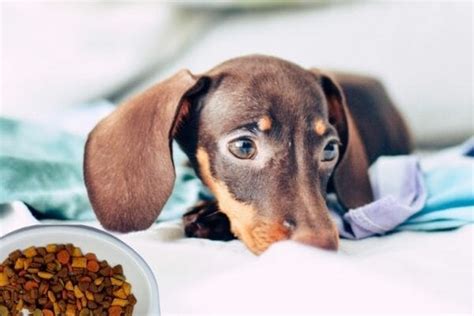 12 Best Dog Food For Dachshunds In 2023 Dog Nerdz
