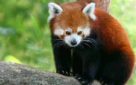 Free Download Red Panda Wallpapers Hd Wallpapers 1920x1200 For Your