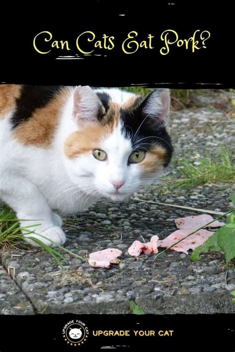 Unlike humans, cats don't need 2000 calories a day. Can Cats Eat Pork? Yes and No, I Will Explain - Upgrade ...