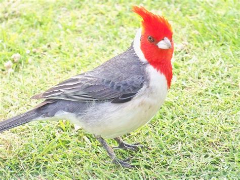 Red Crested Cardinal Common To Hawaii But Not Native Pássaros
