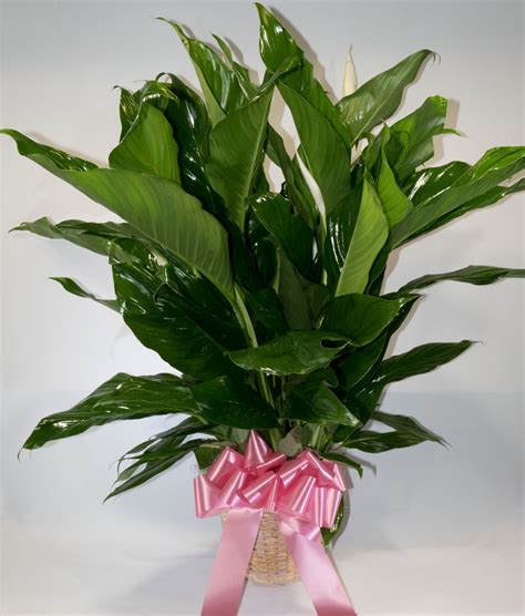 See more ideas about roseland, home, house. Medium Peace Lily | Roseland Flower & Nursery