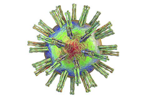 herpes simplex virus photograph by kateryna kon science photo library pixels
